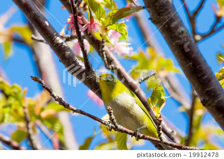 Bird Mejiro Kawazu櫻花盛開的櫻花伊豆靜岡櫻花櫻花圖像素材複製空間 Bird Mejiro Kawazu櫻花盛開的櫻花伊豆靜岡櫻花櫻花圖像素材複製空間 19912478