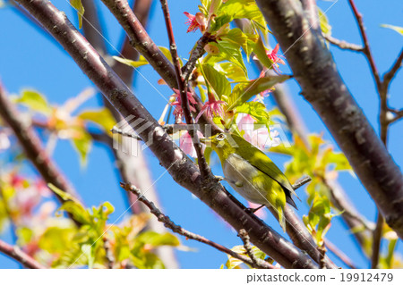 Bird Mejiro Kawazu櫻花盛開的櫻花伊豆靜岡櫻花櫻花圖像素材複製空間 Bird Mejiro Kawazu櫻花盛開的櫻花伊豆靜岡櫻花櫻花圖像素材複製空間 19912479