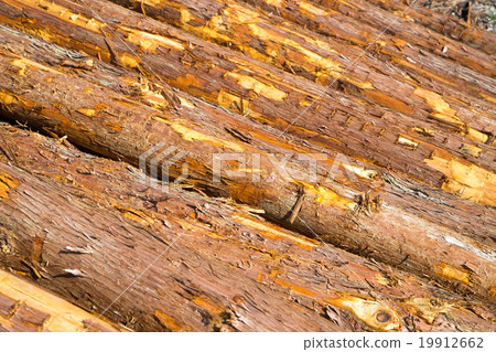 Wood timber of which kind is not finely known Wood logs Piled building wood 19912662