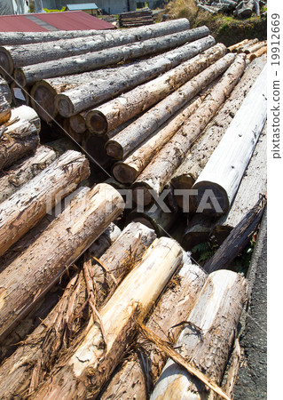 Wood timber of which kind is not finely known Wood logs Piled building wood 19912669