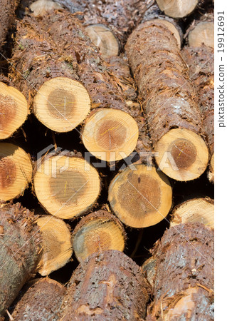 Wood timber of which kind is not finely known Wood logs Piled building wood Wood timber of which kind is not finely known Wood logs Piled building wood 19912691