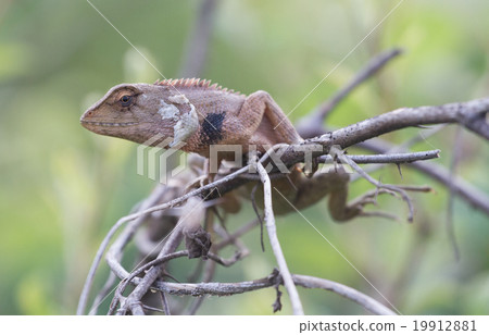 Gila climbing on the tree. 19912881