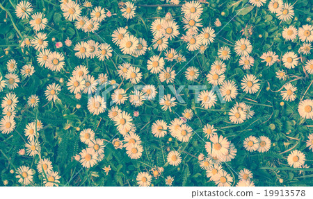 Daisy flower blossom 19913578