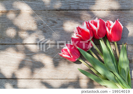 Red tulips on garden table 19914019