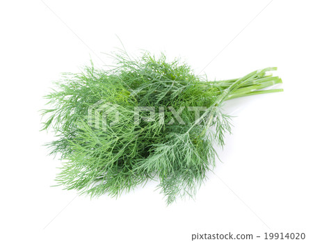 Fresh garden herbs. Dill 19914020