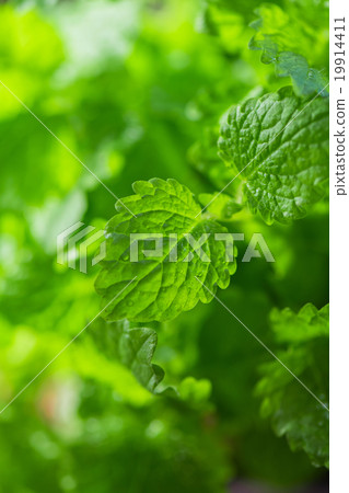 Green fresh melissa 19914411