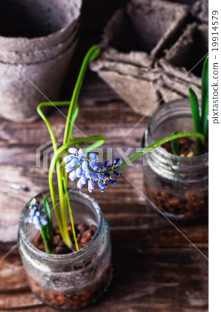 Blooming Muscari coeruleum 19914579