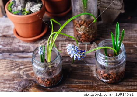 Blooming Muscari coeruleum Blooming Muscari coeruleum 19914581