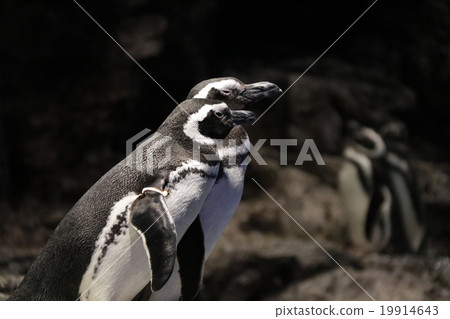 Penguin Aquarium 19914643
