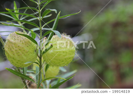 水果水果和雨滴 19914819