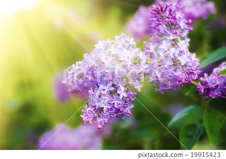 Branch of lilac flowers Branch of lilac flowers 19915423