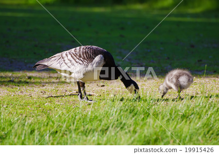 Canada goose bird Canada goose bird 19915426