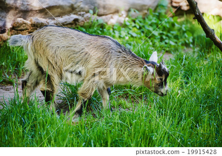 Farm north goat Farm north goat 19915428