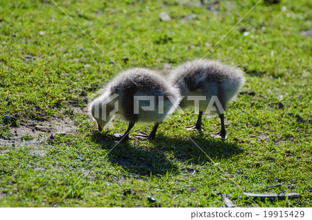 Canada goose bird Canada goose bird 19915429