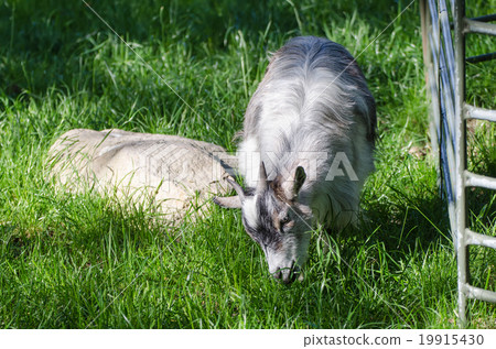 Farm north goat Farm north goat 19915430