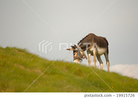 Grazing Donkey In The Alps 19915726