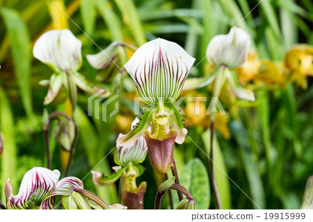 Paphiopedilum or Lady's Slipper orchid flower. 19915999