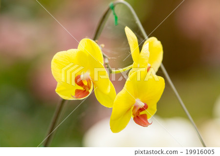 Orchid phalaenopsis beautifiul flowers 19916005