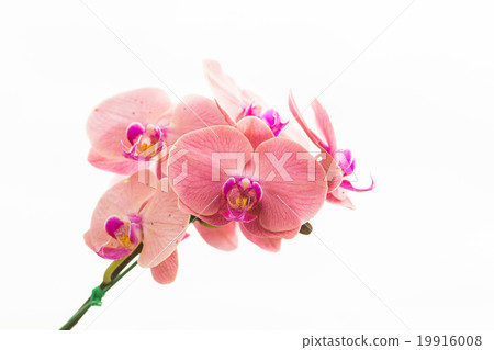 Orchid phalaenopsis beautifiul flowers Orchid phalaenopsis beautifiul flowers 19916008