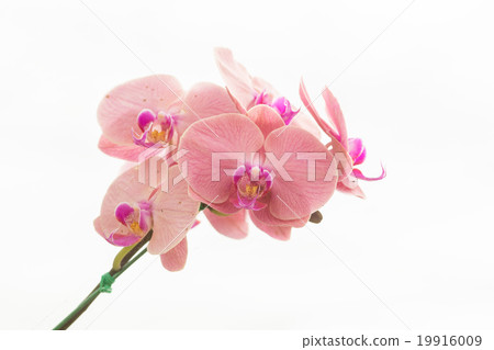 Orchid phalaenopsis beautifiul flowers 19916009