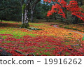 Scattered autumn leaves 19916262
