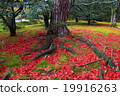 Scattered autumn leaves 19916263