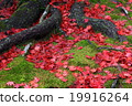 Scattered autumn leaves 19916264