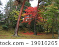 Autumn leaves 19916265