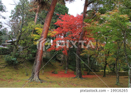 Autumn leaves 19916265