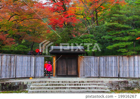 Autumn leaves Autumn leaves 19916267