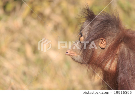 一隻猩猩的孩子在混亂 一隻猩猩的孩子在混亂 19916596