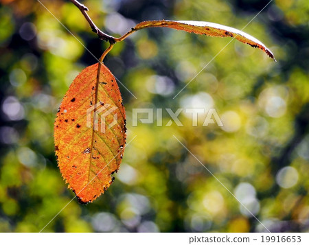 八重洲高原的秋天 八重洲高原的秋天 19916653