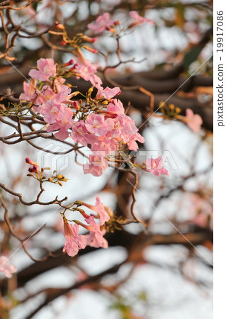 Pink Tecoma Pink Tecoma 19917086