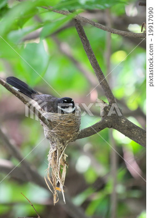 Rhipidura javanica (Pied Fantail) hatched eggs.  19917090