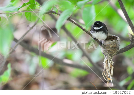 Rhipidura javanica (Pied Fantail) hatched eggs.  19917092