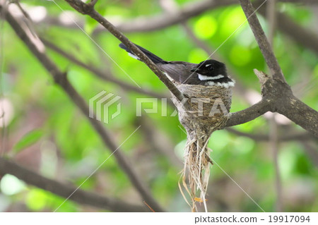 Rhipidura javanica (Pied Fantail) hatched eggs.  19917094