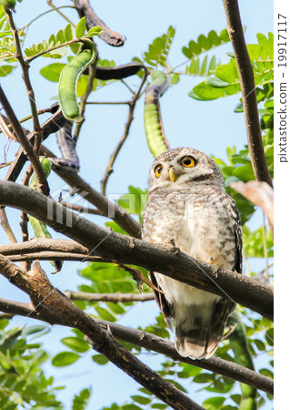 Spotted Owlet (Athene Brama) is sitting on tree 19917117