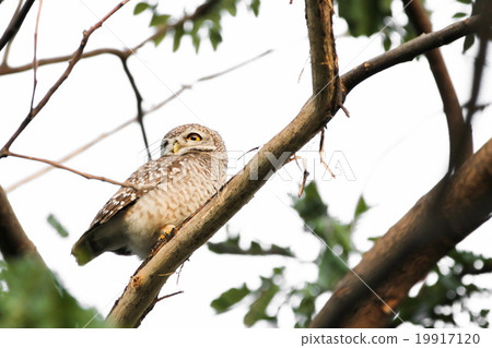 Spotted Owlet (Athene Brama) is sitting on tree Spotted Owlet (Athene Brama) is sitting on tree 19917120