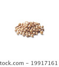 coriander 19917161