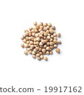 coriander 19917162