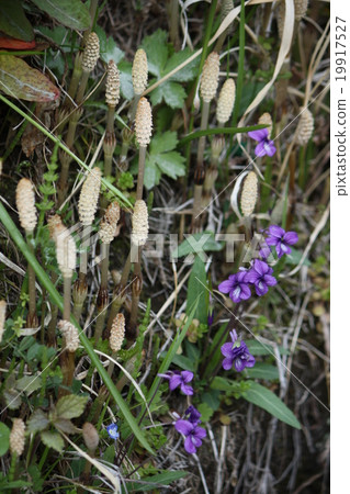 Small spring I found on the roadside - SUKI and Sumire 19917527