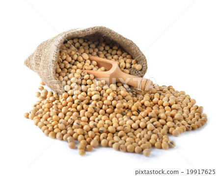 soybean on white background soybean on white background 19917625