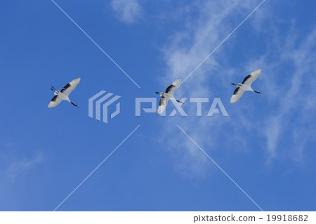 Dandoral cranes 19918682