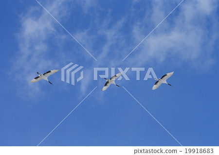 Dandoral cranes Dandoral cranes 19918683