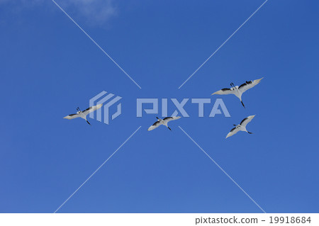 Dandoral cranes Dandoral cranes 19918684