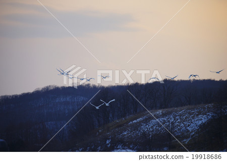 Dandoral cranes Dandoral cranes 19918686
