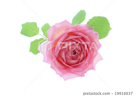Rose Jubilee Celebration Rose Jubilee Celebration 19918837