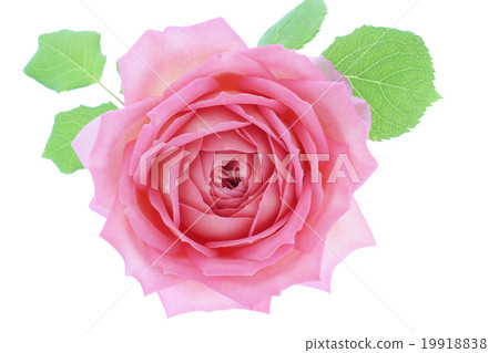 Rose Jubilee Celebration Rose Jubilee Celebration 19918838