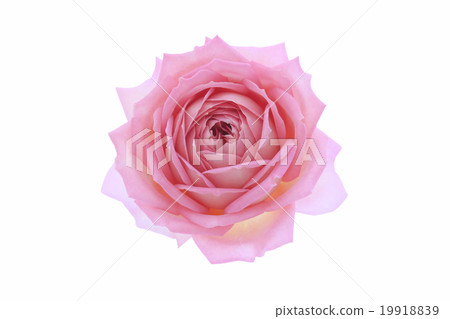 Rose Jubilee Celebration Rose Jubilee Celebration 19918839