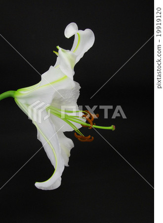 White lily flower · Casa blank White lily flower · Casa blank 19919120